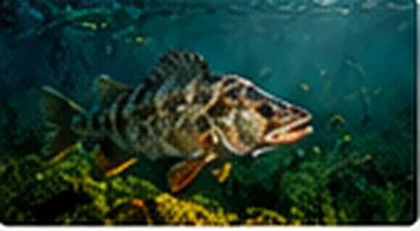 Wędkarski kadr: natura i wyprawy, zdjęcie 3
