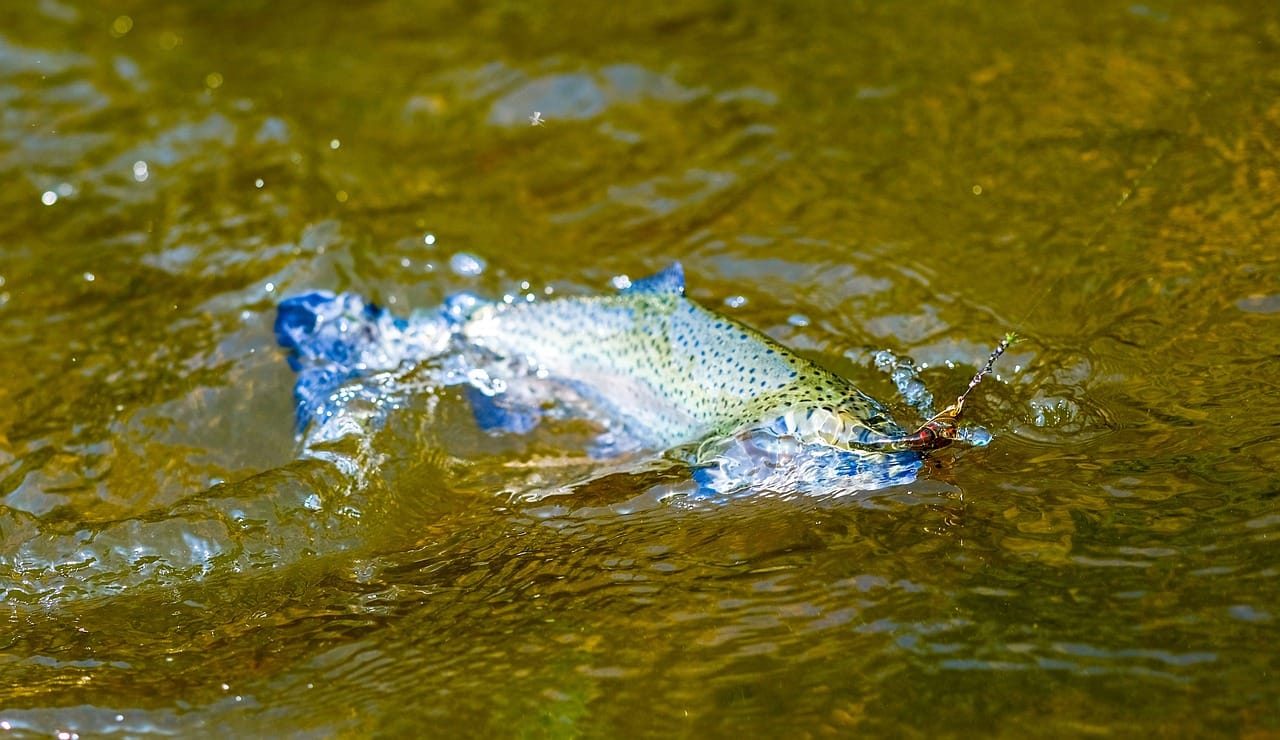Rybne danie w terenie – tylko 3 składniki