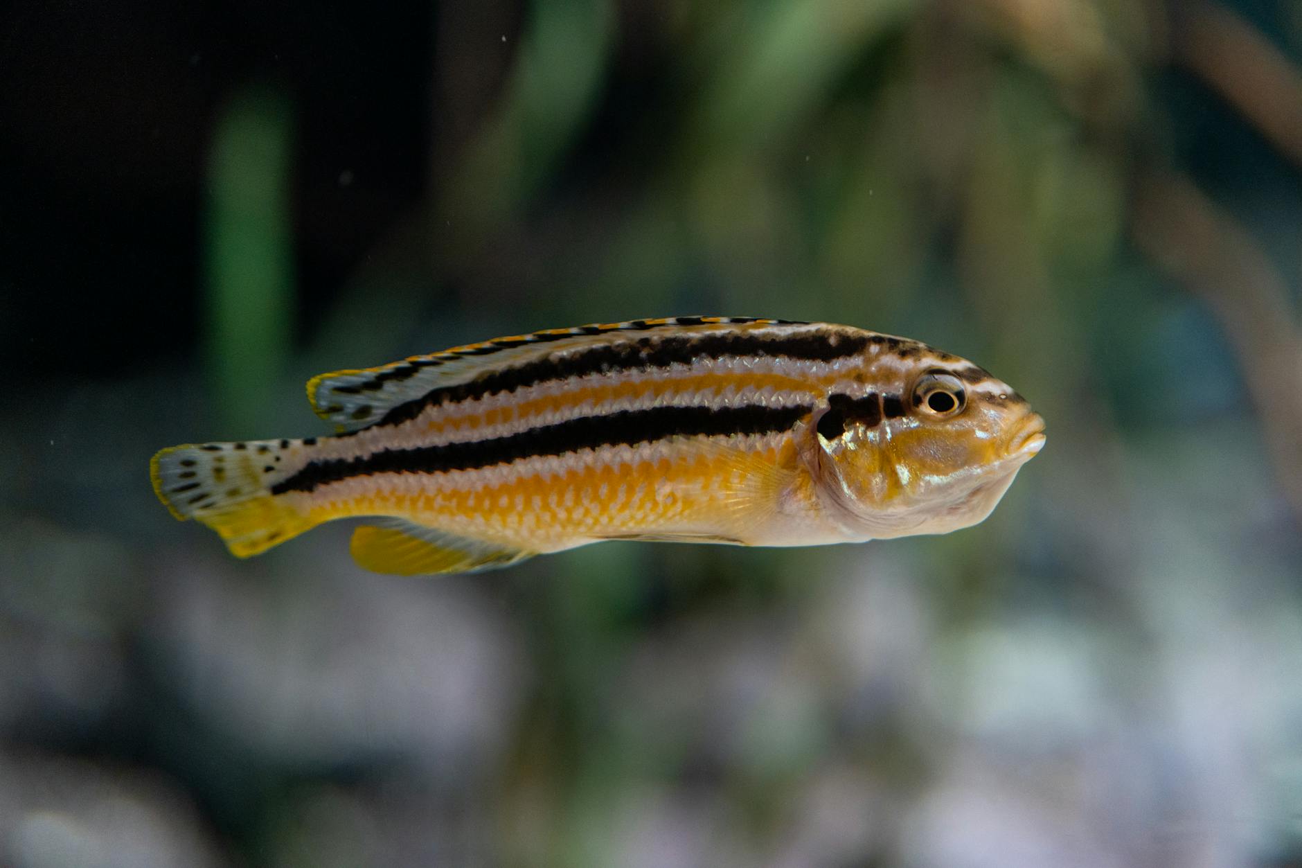 Zbliżenie na kolorową pielęgnicę pływającą w akwarium